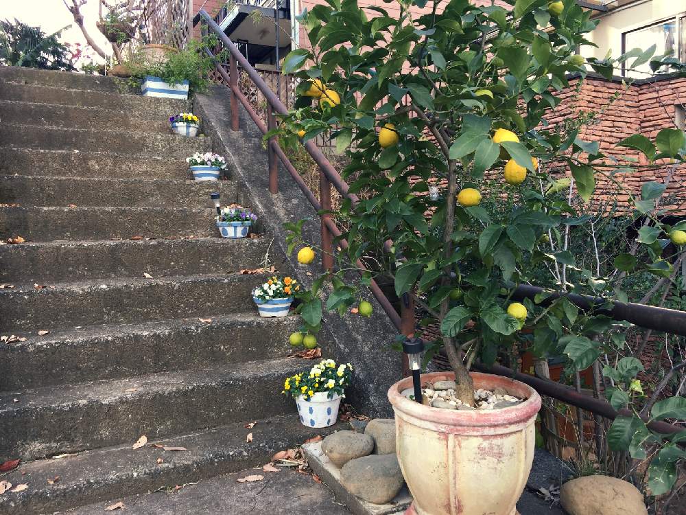 階段 廊下の投稿画像 By ちゃっぷまんさん 芝生の庭とウッドデッキとレモンの木と芝生の庭とウッドデッキとレモンの木 18月12月19日 Greensnap グリーンスナップ Greensnap グリーンスナップ