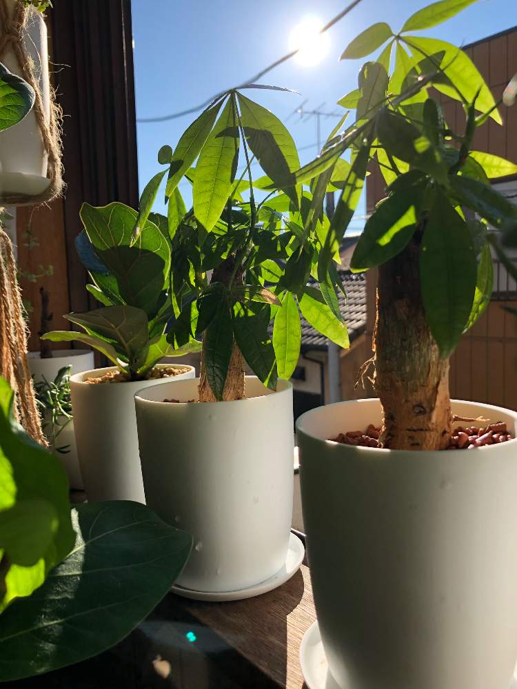 パキラの投稿画像 By Meguさん 観葉植物と南側の窓とボタニカルライフとみずやりと葉っぱと今日イチ可愛い植物とお部屋ガーデンとインテリアグリーン 18月12月19日 Greensnap グリーンスナップ