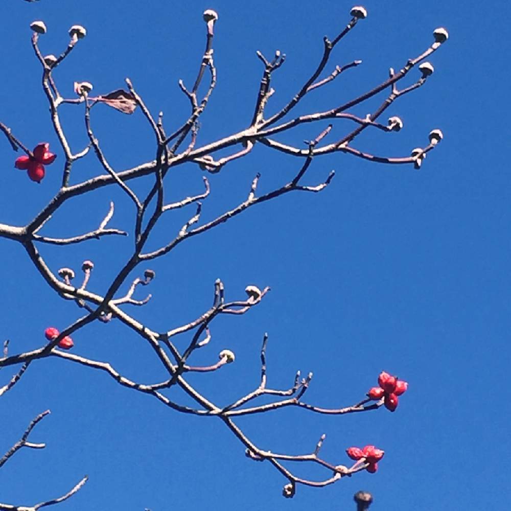 キラキラの投稿画像 By ぷーさっちゃんさん 冬の青空と散歩と紅葉 こうよう と赤い実とハナミズキの実とお出かけ先とキラキラと冬の 青空と散歩と紅葉 こうよう と赤い実 18月12月19日 Greensnap グリーンスナップ Greensnap グリーンスナップ