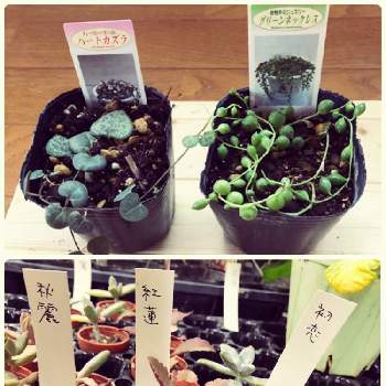 ナフコ多肉の投稿画像一覧 Greensnap グリーンスナップ