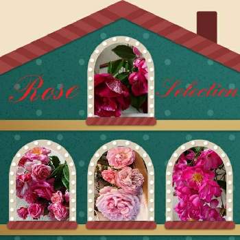 素敵な薔薇♡♡♡の画像 by のりりんの森さん | 部屋と素敵な薔薇♡♡♡と花のある暮らしと素敵な花色