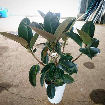 フィカスソフィアの投稿画像一覧 Greensnap グリーンスナップ