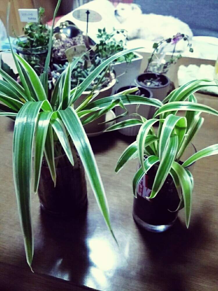 シャムオリヅルランの投稿画像 By 雪うさぎさん ミスカンサスと花のある暮らしと小さな庭と花のある暮らし 18月12月19日 Greensnap グリーンスナップ Greensnap グリーンスナップ