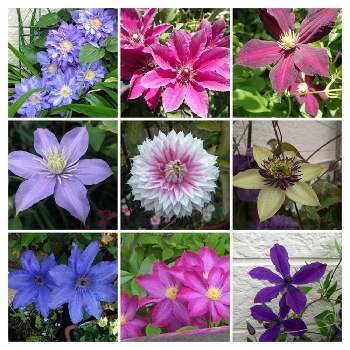 クレマチス ミケリテ の投稿画像一覧 Greensnap グリーンスナップ