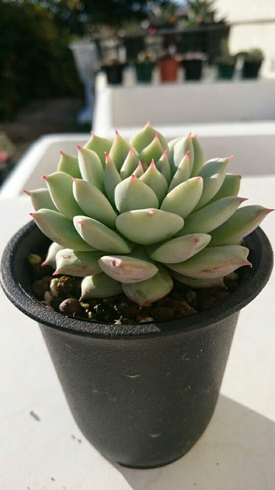 カリビアンクルーズの投稿画像 By Nanaminさん カリビアンクルーズ エケベリアと多肉植物とタニラーとエケベリア属 18月12月日 Greensnap グリーンスナップ