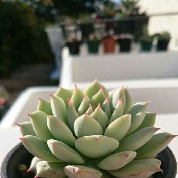 カリビアンクルーズの投稿画像一覧 Greensnap グリーンスナップ