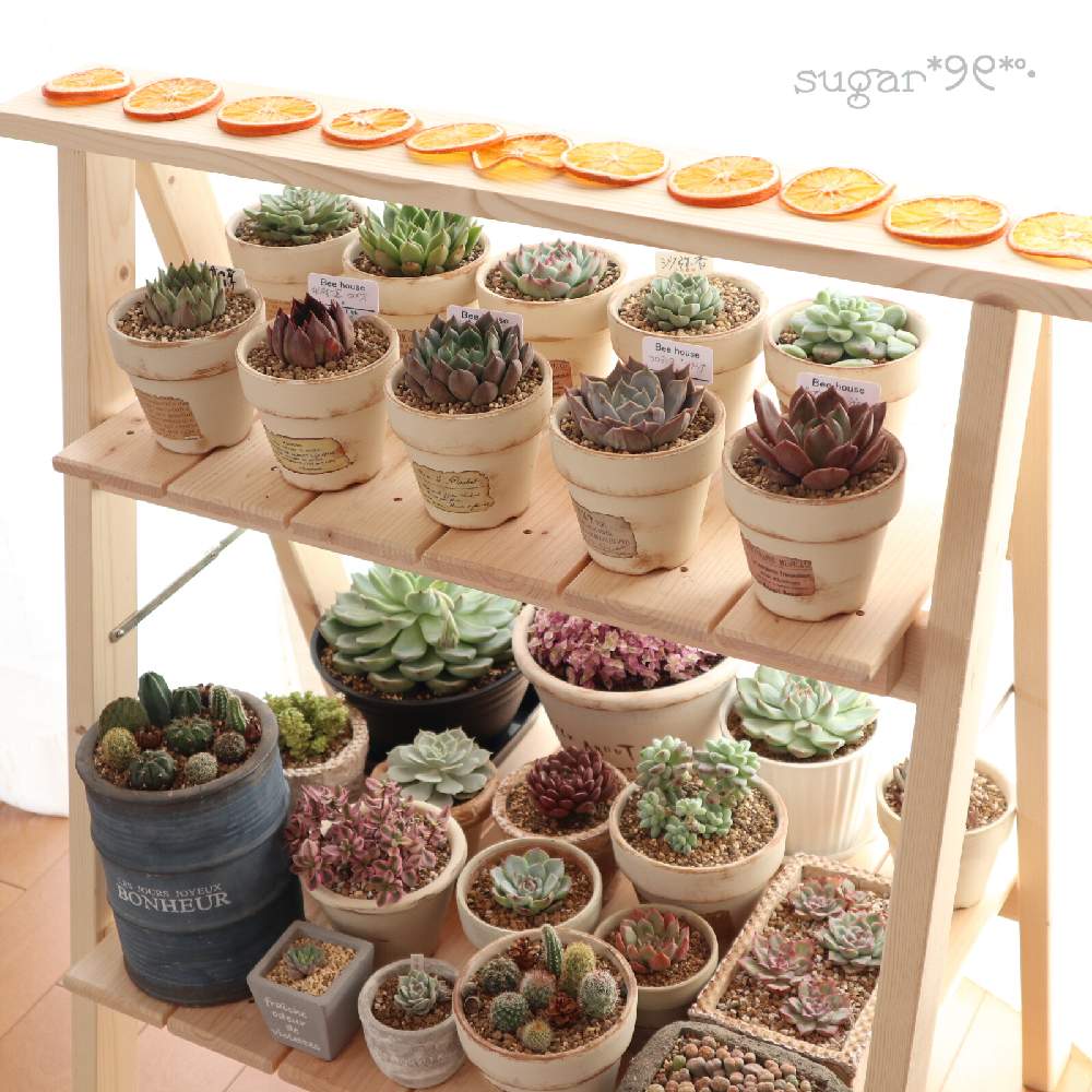 多肉植物の投稿画像 By Sugarさん 陽当たり良好と多肉のある暮らしと花のある暮らしとドライオレンジと 冬だって多肉 フォトコンテスト 18月12月日 Greensnap グリーンスナップ