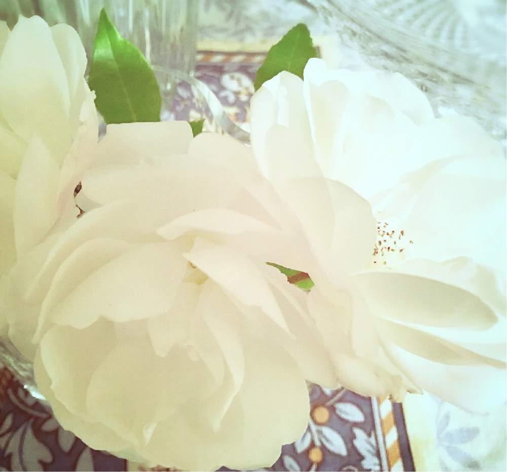 小さな花束の投稿画像 By Yuckeyさん 白いバラと可憐とお部屋に花をと花のある暮らしとばら 薔薇 バラ 18月12月日 Greensnap グリーンスナップ