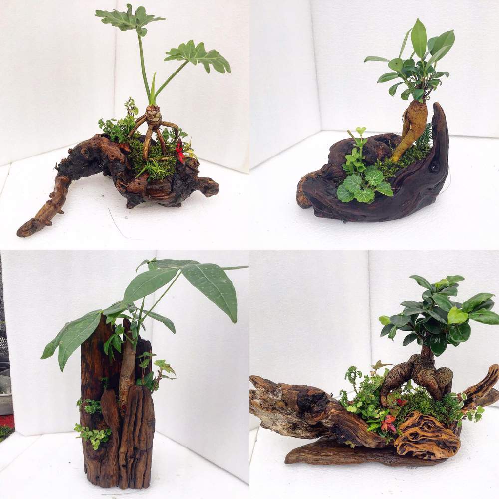 多肉植物の投稿画像 By Shellgarden Maedaさん 観葉植物と苔 コケ と寄せ植えと挿し木と植中毒と今日のお花と流木とオリジナルポットと花のある暮らしと貝殻 18月12月日 Greensnap グリーンスナップ