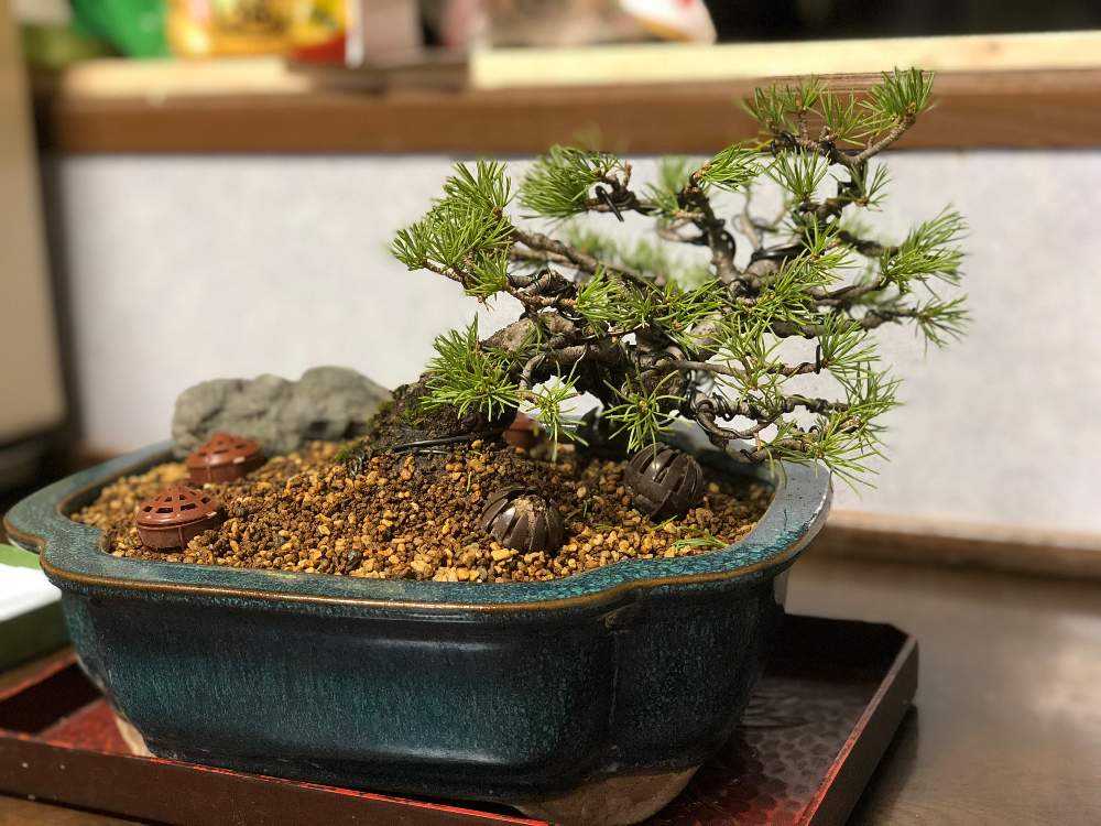 はじめての盆栽 五葉松 Greensnap グリーンスナップ