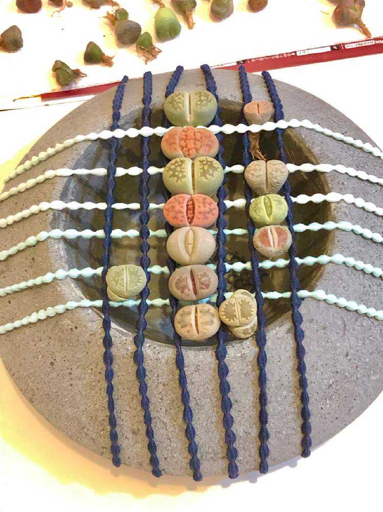 リトープスを簡単に植える方法｜🍀GreenSnap（グリーンスナップ）