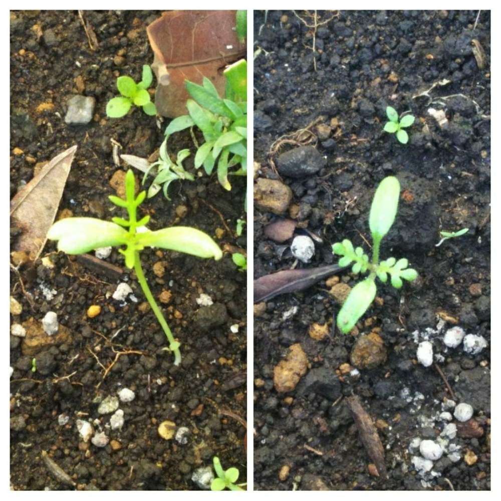 ネモフィラ の投稿画像 By Hidesgardenさん Gs映えと植中毒と相談と芽が出たと花のある暮らしとお花のある生活と何の芽かな とバルコニスト 18月12月21日 Greensnap グリーンスナップ