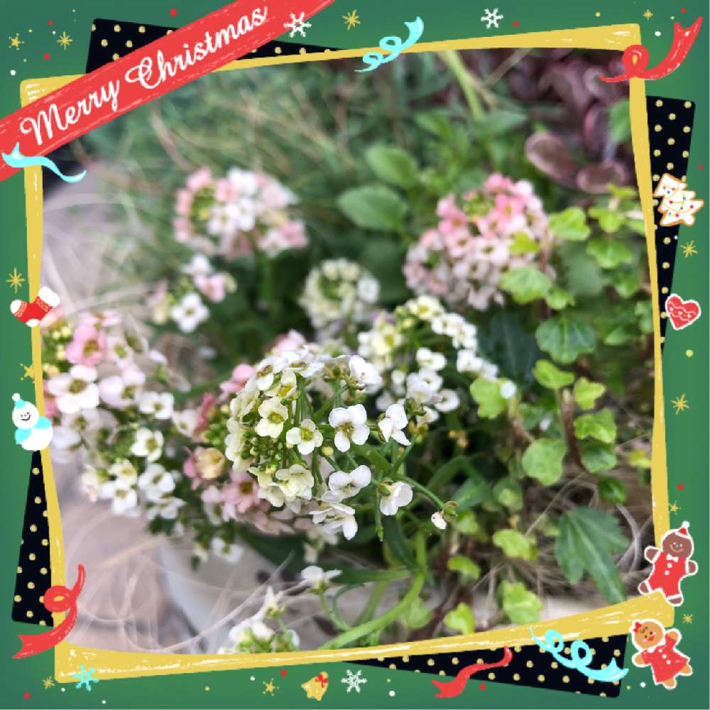 スイートアリッサムの投稿画像 By Yumi Yumi さん へデラ ベビープラタナスとヘデラ とピンクの花 と今日のお花とスイートアリッサム混合 と花のある暮らしとスイートアリッサム 淡い色 18月12月21日 Greensnap グリーンスナップ