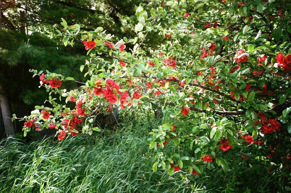 公園の投稿画像 By むくさん きれいと南国風と赤い花と花のある暮らしと素敵 18月12月21日 Greensnap グリーンスナップ