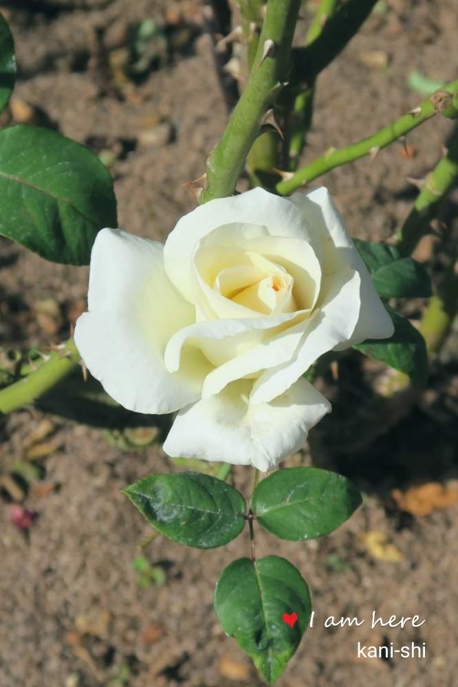 岐阜県の投稿画像 By Toshi722さん 花フェスタ記念公園とバラ園と可児市 18月12月22日 Greensnap グリーンスナップ