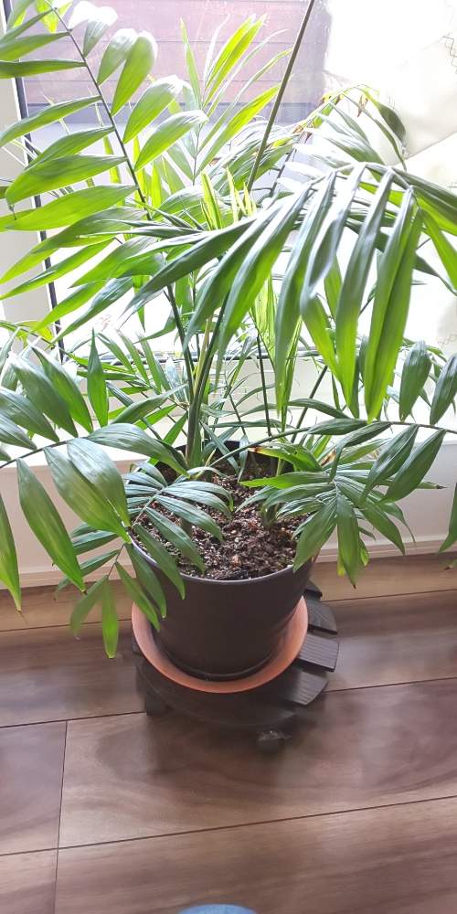 テーブルヤシ Greensnap グリーンスナップ