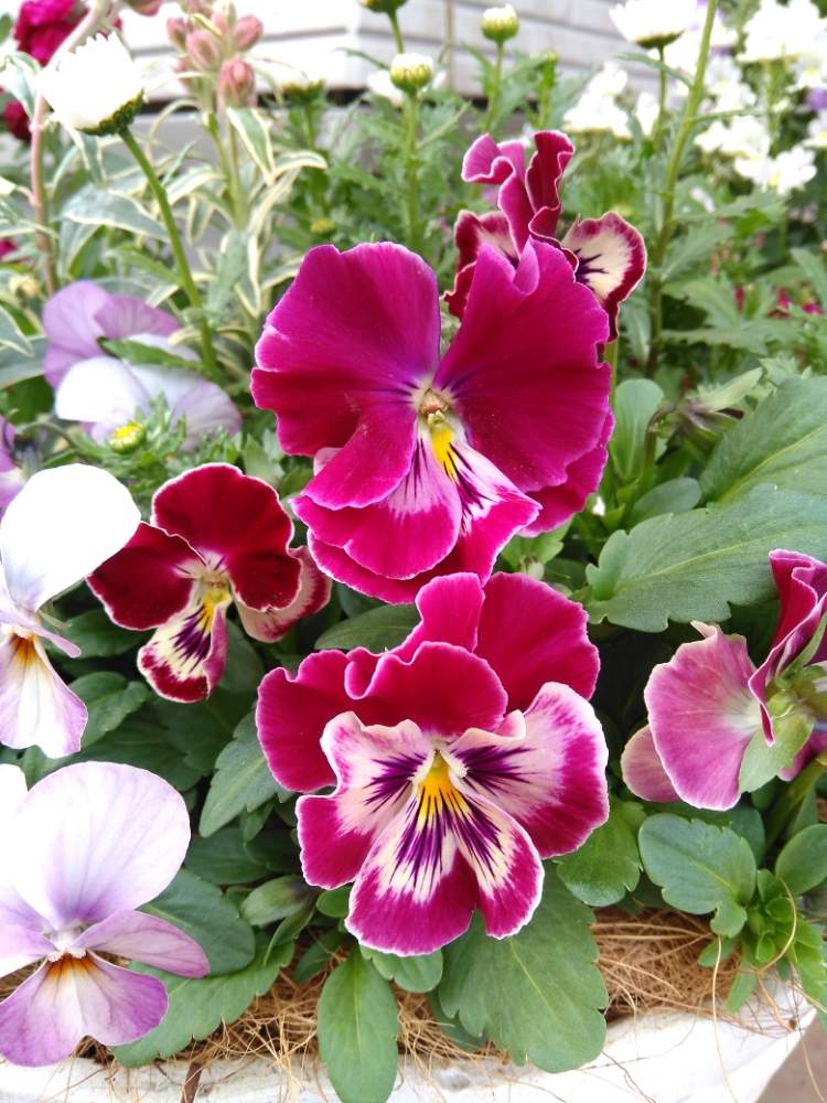 パンジーの投稿画像 By Gakky さん エントランスと濃いピンク色とピンクの花と18秋の寄せ植えとピンク色と花のある暮らしとお花好きと濃いピンク 色とピンクの花と18秋の寄せ植えとピンク色と花のある暮らしとお花好き 18月12月22日 Greensnap グリーン