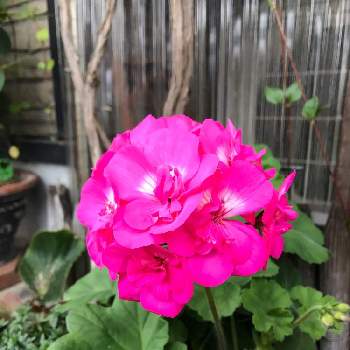 八重のゼラニウムの投稿画像一覧 Greensnap グリーンスナップ