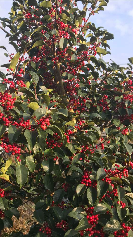 モチノキ科の投稿画像 By Y さん クリスマスカラーと記録用と赤い実と実のなる木とクロガネモチ 18月12月22日 Greensnap グリーンスナップ