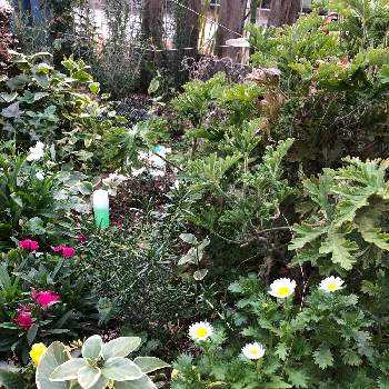 イベリアの投稿画像一覧 Greensnap グリーンスナップ