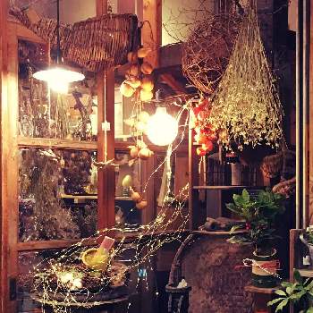 浅草橋の投稿画像一覧 Greensnap グリーンスナップ