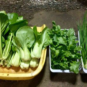 野菜,はたけ,収穫,収穫物,自家製野菜の画像