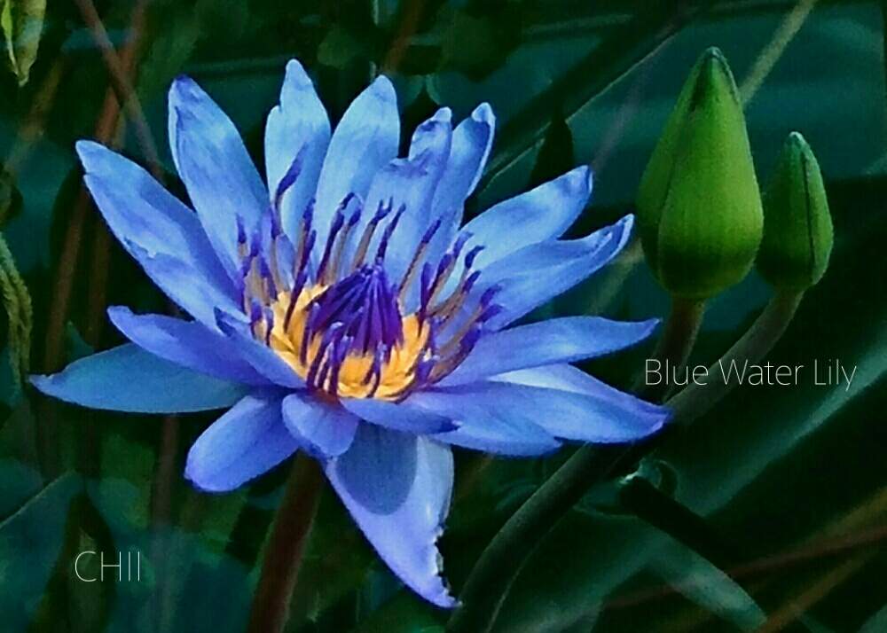 スイレンの投稿画像 By Chiiさん お出かけ先とかっこいいと華やかと青い花と今日の一枚と美しいと神代植物公園と青い花マニアとエレガントとかっこいい と華やかと青い花と今日の一枚と美しいと神代植物公園と青い花マニアとエレガント 18月12月22日 Greensnap