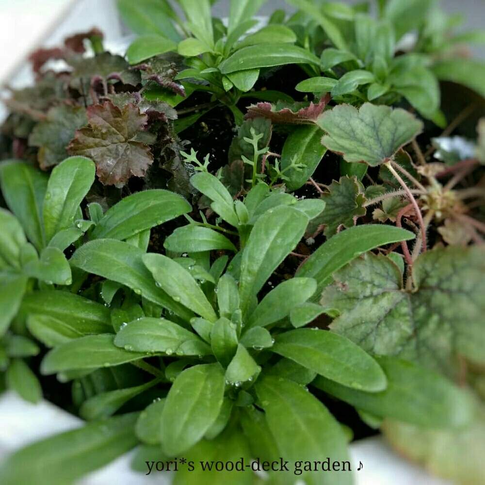 ギリア レプタンサの投稿画像 By Yori さん フェリシアとフェリシアスプリングメルヘンとヒューケラとみどりのある暮らしと春のお花と観葉植物と増殖中と種からとコンテナガーデンと庭のある暮らしと鉢植えとガーデニングと花のある暮らしとリーフガーデン 18月12月