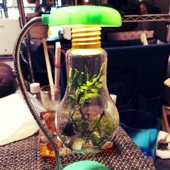 電球テラリウムの投稿画像一覧 Greensnap グリーンスナップ