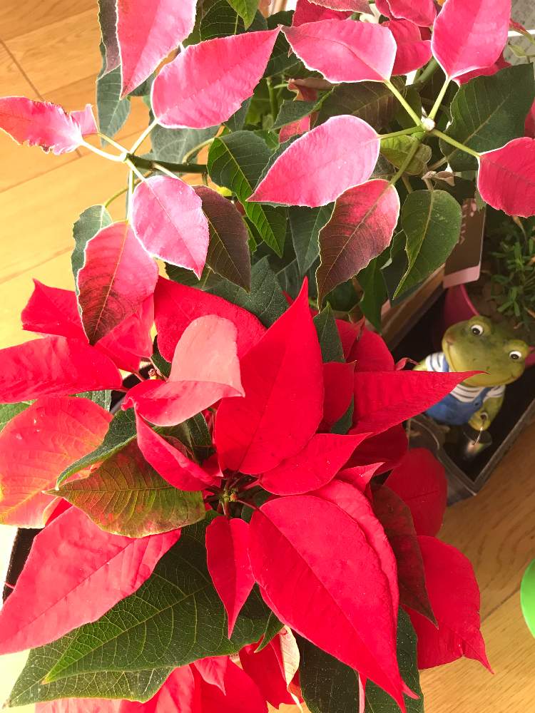 観葉植物の投稿画像 By Gen ᵔᴥᵔ وさん プリンセチア とポインセチア 赤とガーデニングと花のある暮らしとクリスマス 18月12月24日 Greensnap グリーンスナップ