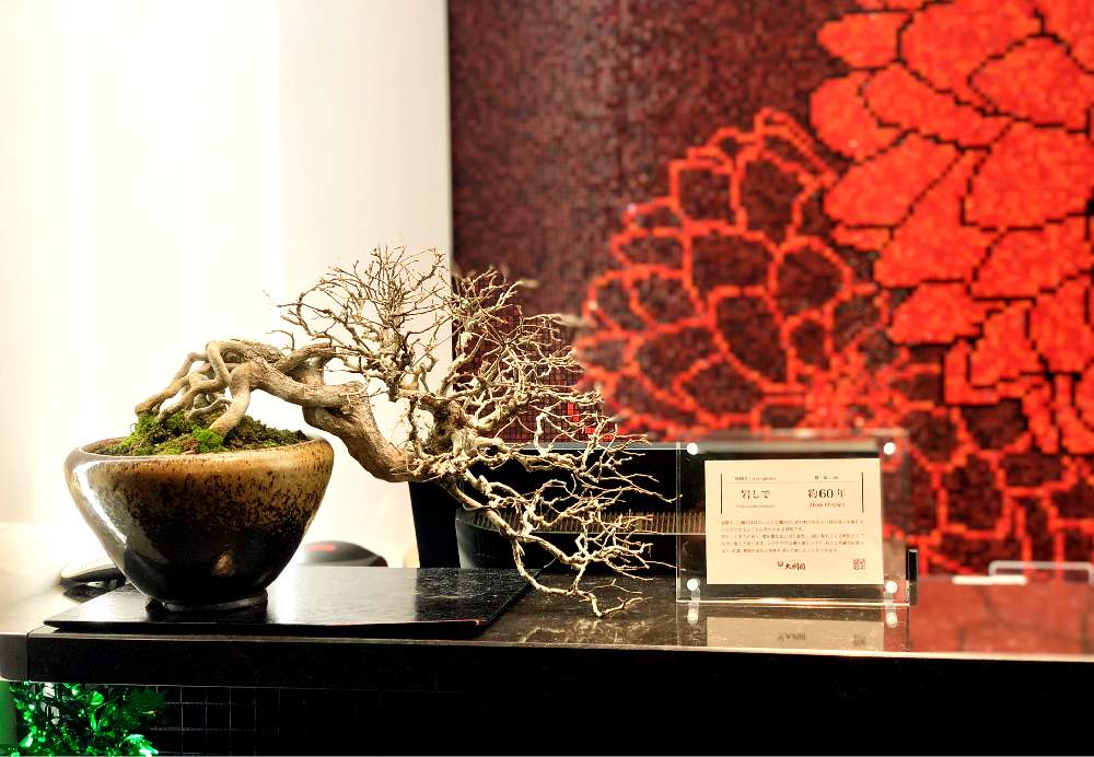 イワシデの投稿画像 By 盆栽大樹園さん レンタルと盆栽貸鉢と盆栽大樹園と盆栽とインテリアグリーン 18月12月24日 Greensnap グリーンスナップ