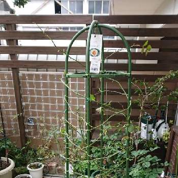 パーゴラ誘引の投稿画像一覧 Greensnap グリーンスナップ