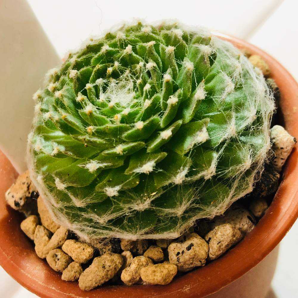 センペルビウム　コマンダーヘイ センペルビウム コマンダーヘイ わけあり特価）センペルビウム