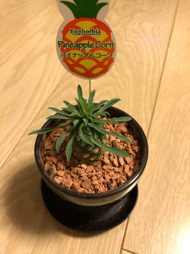蘇鉄麒麟成長記録 Greensnap グリーンスナップ