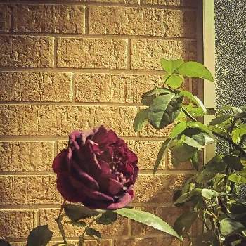 赤紫の薔薇の投稿画像一覧 Greensnap グリーンスナップ