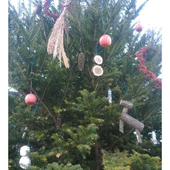 モミの木のツリーの画像 by Qooさん | 広い庭とモミの木とクリスマスツリーとモミの木のツリーとありがとうと綺麗だねと感謝ですと木の実ゲッター