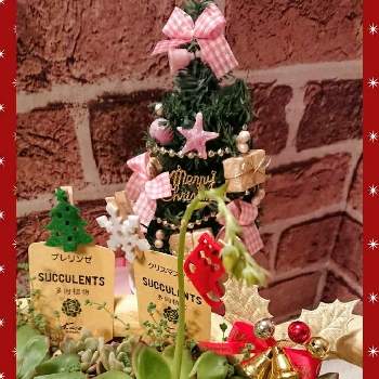クリスマスイブ♡の画像 by のりりんの森さん | 部屋と開花待ちと可愛い花芽とクリスマスイブ♡