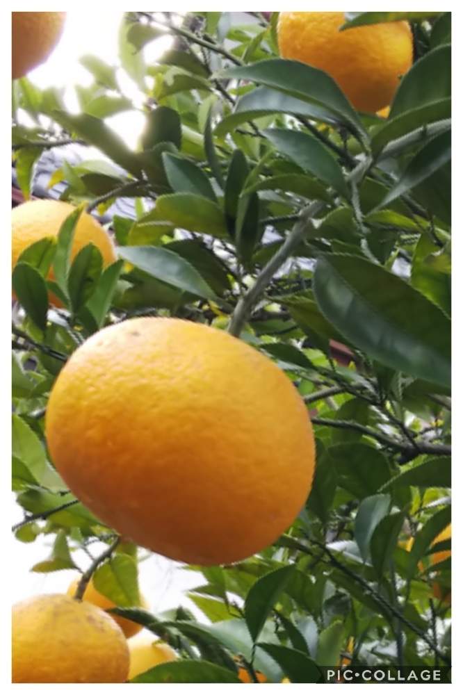 11 柑橘類 トゲ の ある 木 2023