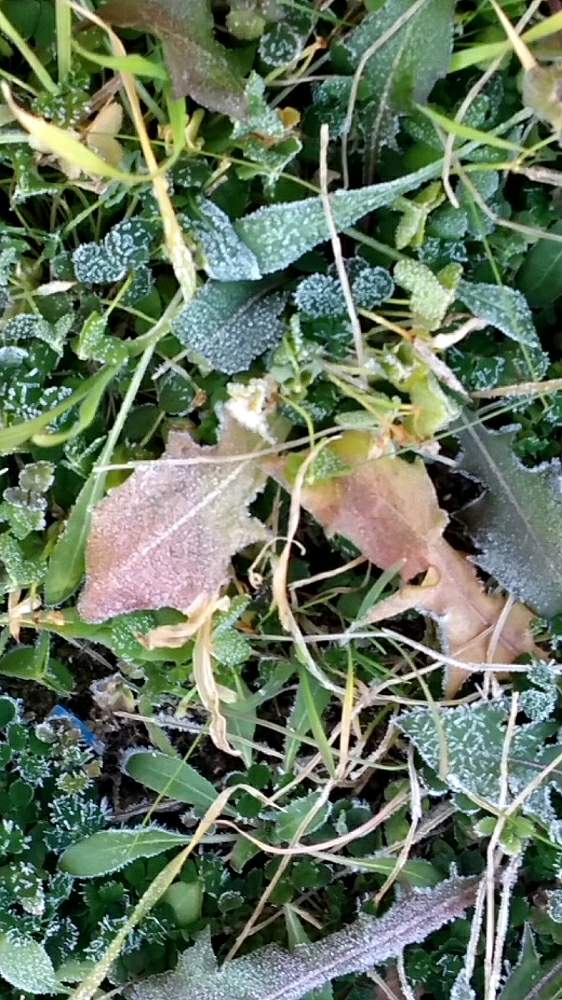 朝の出来事の投稿画像 By 妖精さん 枯れ葉と霜とありがとう と季節の変化と感謝の思いと思いがけないプレゼントと自然界から贈りもの と素敵な出会いに感謝 18月12月25日 Greensnap グリーンスナップ
