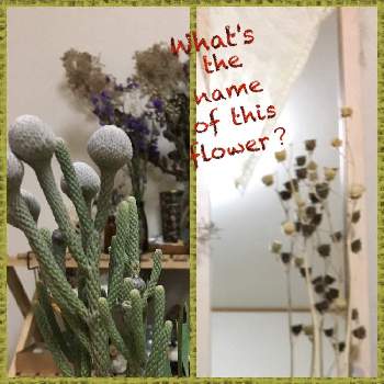 何ていう植物？の画像 by ＊yumi yumi＊さん | 部屋とイチビの種とシルバーブルニアと花のある暮らしと何ていう植物？とドライフラワーのある暮らし