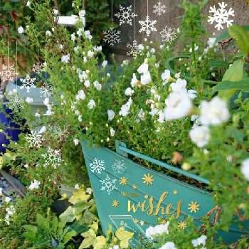 2018ホワイトクリスマスの画像 by のりりんの森さん | 広い庭と白のパコバと2018ホワイトクリスマスと可愛いお花＊といやされる♡