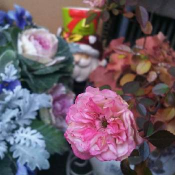 GSクリスマスパーティーの画像 by あぶらみちゃんさん | 玄関と薔薇愛同盟と寄せ植えと癒し～と植中毒と花のある暮らしとGSクリスマスパーティー