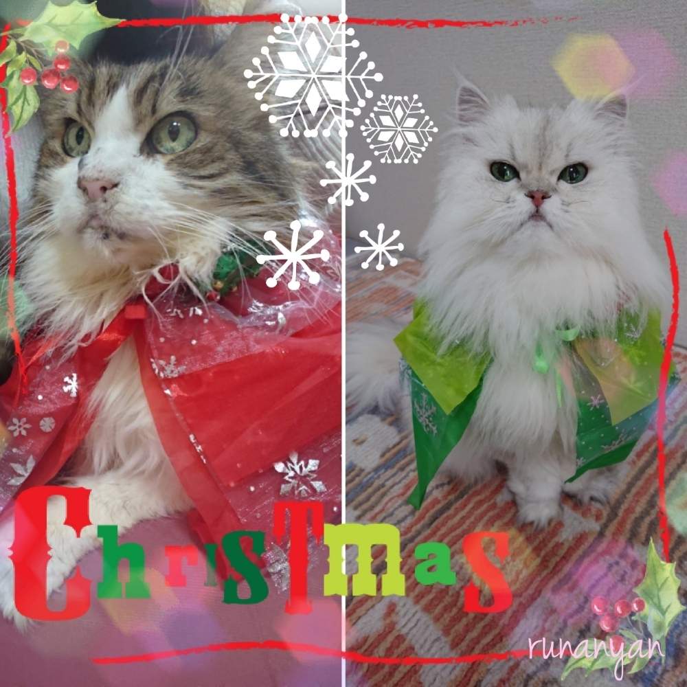クリスマスの投稿画像 By るなにゃんさん 猫のいる生活 18月12月25日 Greensnap グリーンスナップ