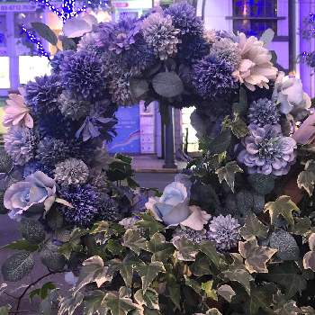 GSクリスマスパーティーの画像 by nakkyさん | お出かけ先と植物のある暮らしとムラサキの花と植物散策と青の洞窟 SHIBUYAといつまでも初心者とミドリと花のある暮らしとブルーの花とGSクリスマスパーティーとクリスマスとむらさき❇︎とiPhone撮影としろいはなと青の洞窟