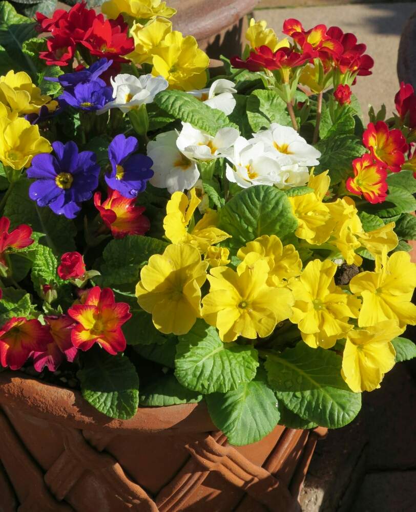 プリムラ ジュリアンの投稿画像 By ぺこりん さん プリムラとジュリアンとムラサキの花と公園と久屋大通庭園フラリエとgs映えとgs日和と散歩とおでかけ先ときいろいお花大好き協会と赤い花ときいろいお花と白い花とお散歩とスマイルアレンジメントwinterとむらさき