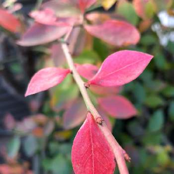 ブルーベリーの赤い葉の投稿画像一覧 Greensnap グリーンスナップ