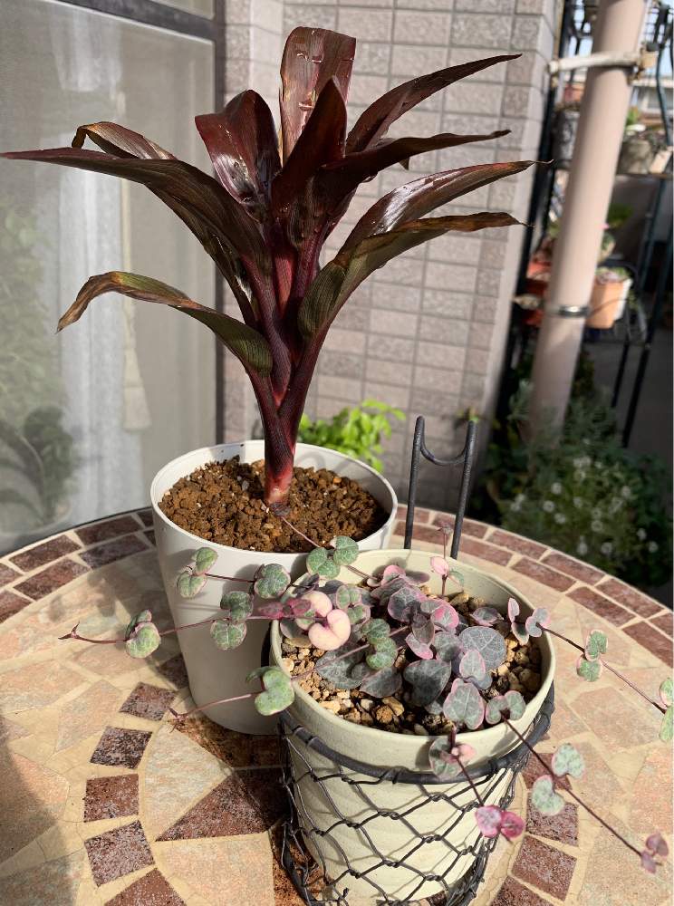 ドラセナ パープルコンパクタの投稿画像 By Viola036さん ハートカズラ斑入り レディハート と多肉植物とラブリー と観葉植物と頑張ってる と今日の一枚 18月12月27日 Greensnap グリーンスナップ