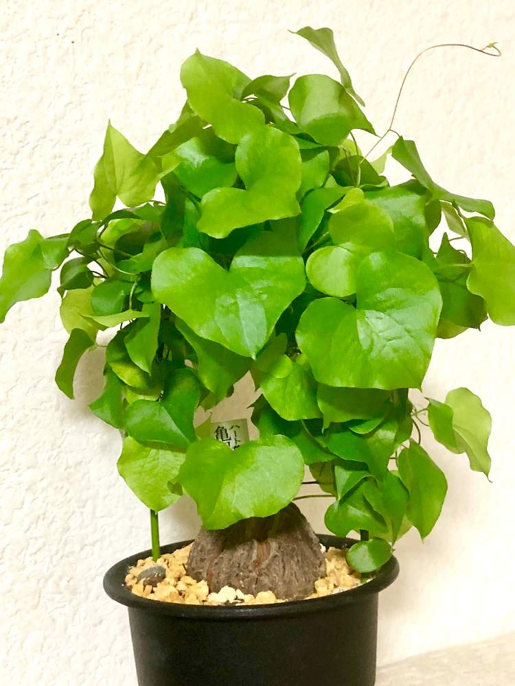 亀甲竜の投稿画像 By 大福 もこもこ さん 寒さに負けないと観葉植物と栽培記録と塊根植物と花のある暮らしと春ょ来いと北海道と亀甲竜 18月12月27日 Greensnap グリーンスナップ