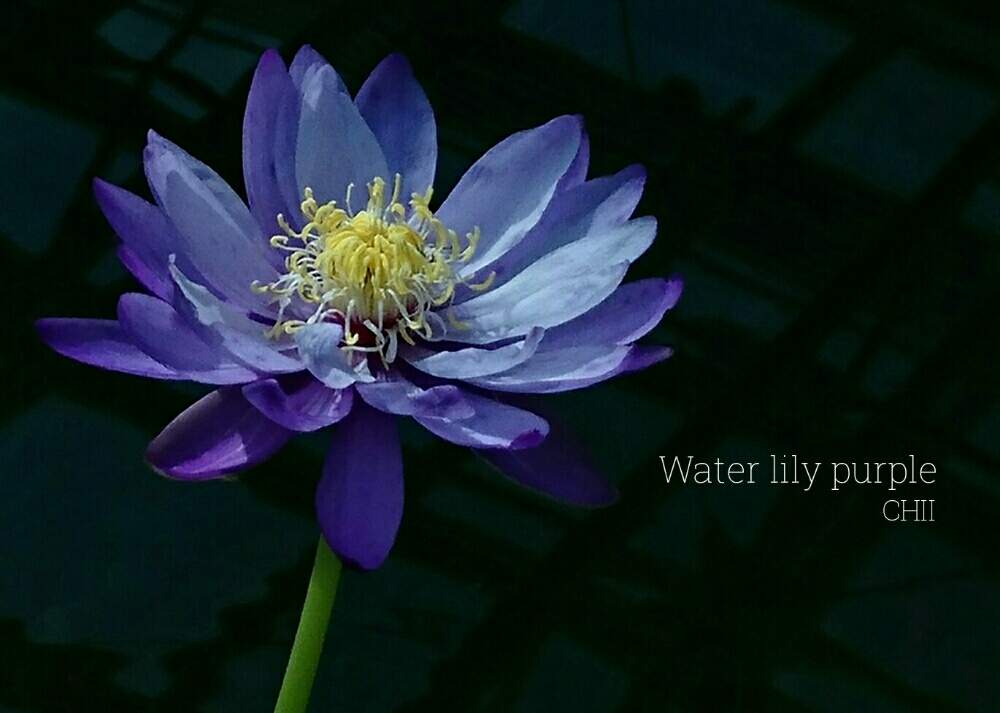スイレンの投稿画像 By Chiiさん かっこいいとgs映えと今日の一枚と温室と美しいと神代植物公園と紫の花とエレガントと青い花マニア 18月12月27日 Greensnap グリーンスナップ
