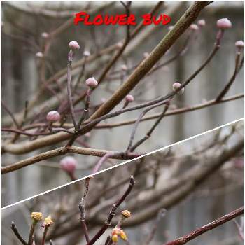 葉芽の投稿画像一覧 Greensnap グリーンスナップ